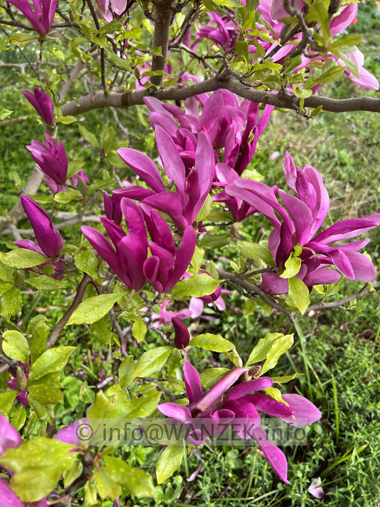 Magnolia liliiflora Susan 01.jpg
